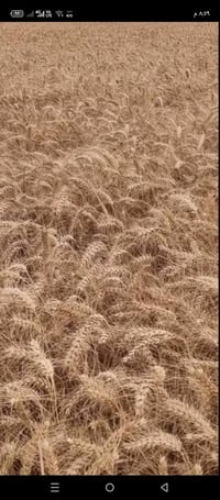 بذور • نزار بنت المغلف • ٣ طن