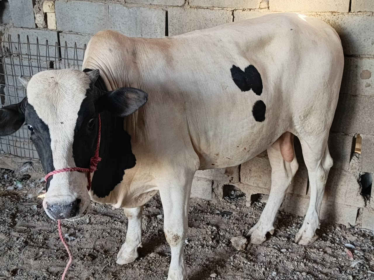 سلام عليكم هاذه عجل مال علف مال بيت سعره مليونين و600وبيه مجال الشراي
***********
