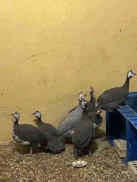 قبچ • ابيض