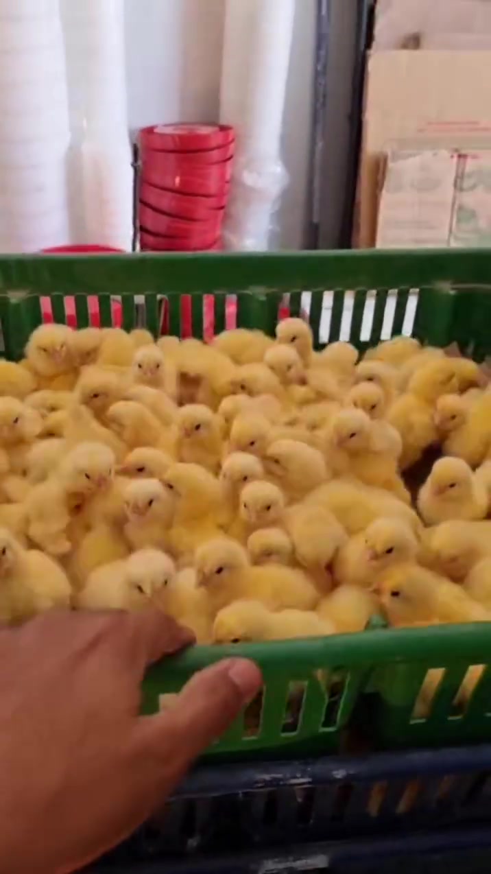 كتاكيت فرز أول سوبر السوبر 🐣🐣🐣

              أفضل جودة بأفضل سعر ومتابعة مستمرة 💥 
للحجز والاستفسار :-
📲 01202258840 
أو
تشرفونا في مركز الرائد شارع سوق البردويل


**إذا كنت صاحب هذا الإعلان وتريد حذفه لأي سبب، رجاءا أرسل رسالة إلى الدعم الفني**