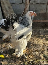 بيض براهما • بيض • براهما • دواجن • فراخ • حيوانات • طيور • بيض للبيع ...