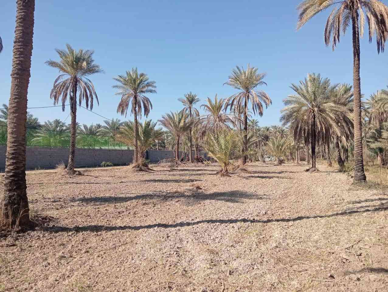 يالله أللهم صل على محمد وآل محمد) للبيع دونم طابو زراعي

 تحويل سهم 🎯 مباشر بأسم المشتري تتوفر كافة الخدمات

 كهرباء مي سقي سيح مي اساله مولد واجهة الدونم 120 متر

 ونزال 21 متر العنوان كربلاء الحسينية منطقة ام ماشة 

تبعد عن التبليط الفرعي 150 متر وعن شارع السيده زينب كيلو 

وعن مركز المدينة 16 كيلو 

#السعر___200__مليون___مع_المجال_للجاد_بالشراء 

للاستفسار اكثر اتصلوا بالأرقام التالية 

(  ***********  )(  ***********  )

ابو فاطمة عنوان المكتب شارع الحسينية قرب جسر 🌉 الإبراهيمية مقابل شارع عون مكتب النافعي للعقارات -كربلاء        #اشاره #الاصدقاء #متابعين #اكسبلور #الجميع #متابعين #اكسبلور #الجميع #متابعين #اكسبلور @أبرز المعجبين @إشارة @إشارة
