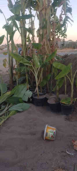 السلام عليكم 
توفر لدينا فسائل موز احجام كبيرة والكمية خير من الله 
مشتل جمال الهذال 
ناحية الزاب مفرق الصباغية 
***********
