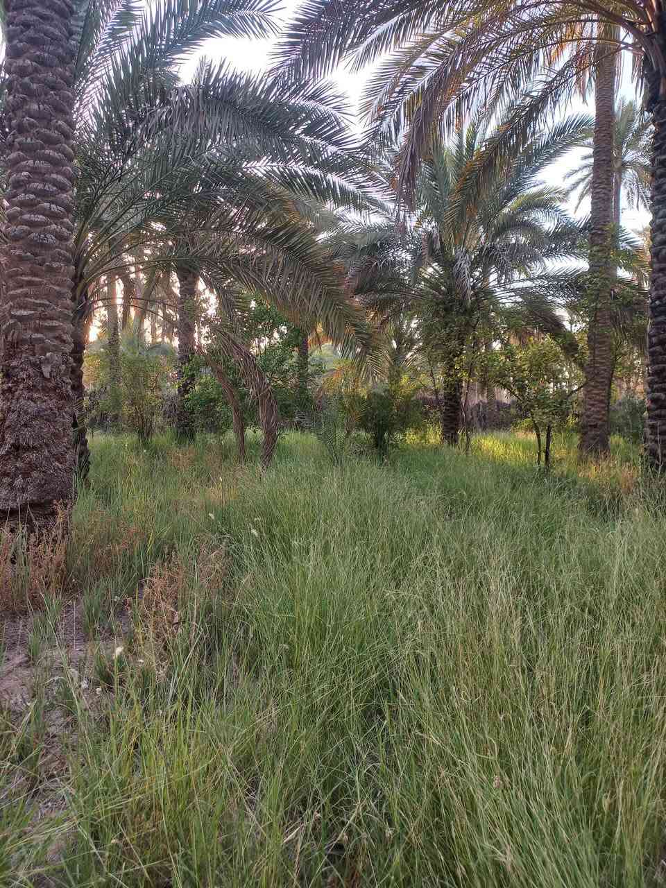 السلام عليكم ورحمه الله وبركاته ارض للبيع مساحه ٢ دونم مع بيت مساحه ٣٠٠ متر بناء قديم العنوان ابو عرايس قريبه جدا على شارع ١٠٠ الاستفار الاتصال على رقم ***********
