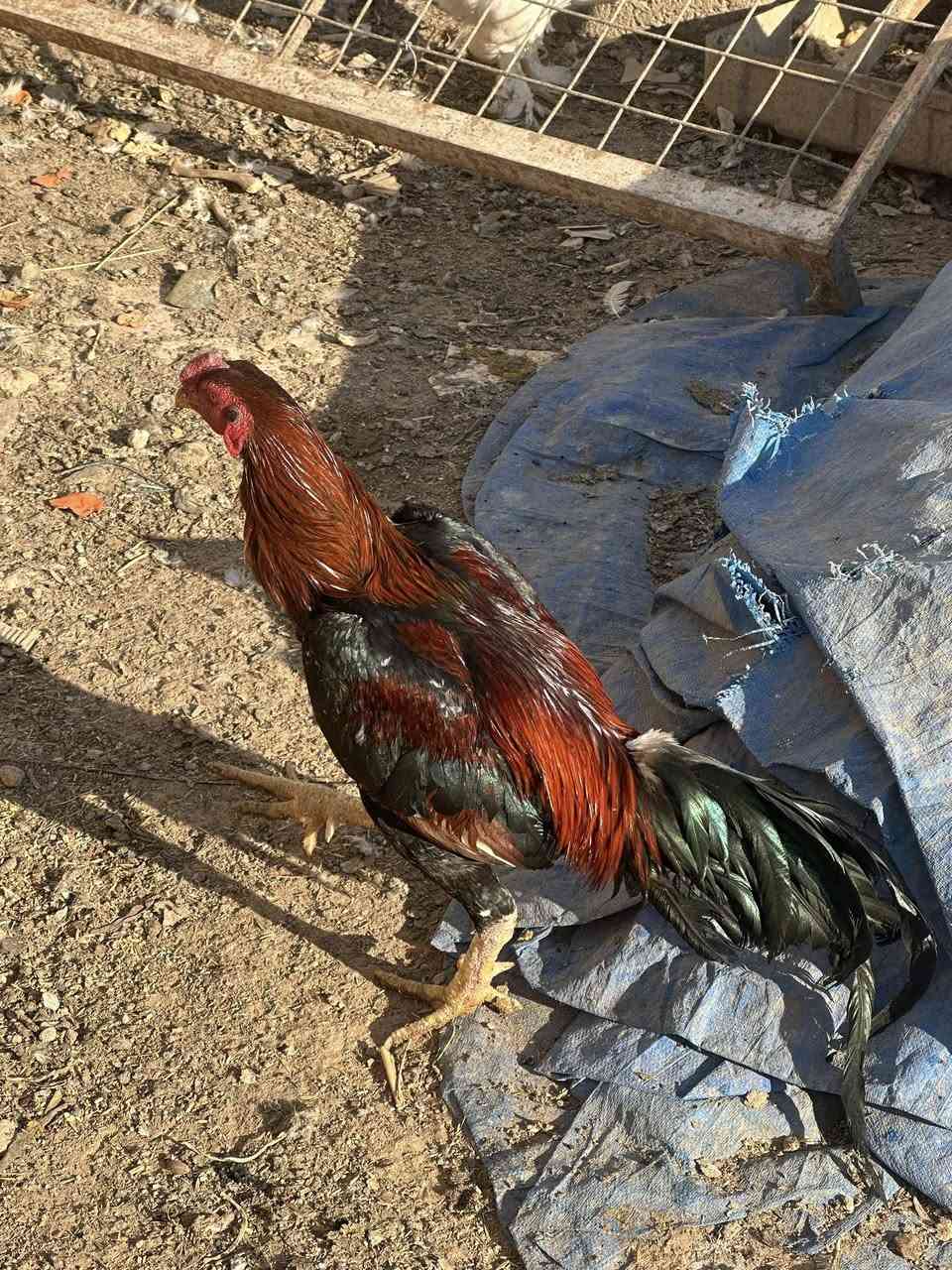 ديك هراتي للبيع السعر 75قفل بدون تخريج


**إذا كنت صاحب هذا الإعلان وتريد حذفه لأي سبب، رجاءا أرسل رسالة إلى الدعم الفني**