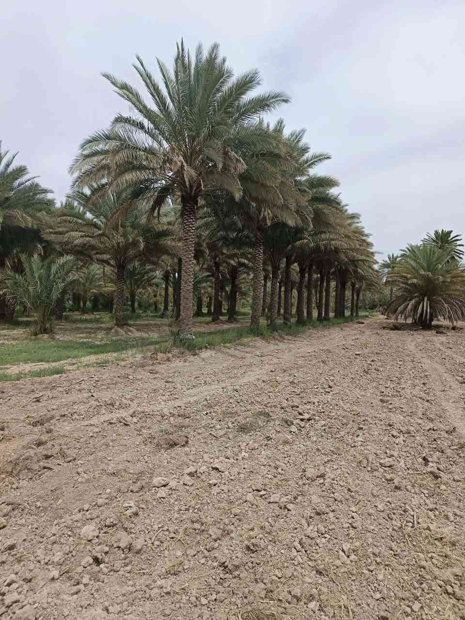 بستان للبيع المساحة 3 ارباع الدونم  الواجهة 20 متر طابو زراعي سند 25 تحويل مباشر بأسم المشتري بيهه نخل انواع
 (زهدي- خستاوي- خضراوي-دگل)
عدد 40 نخلة 🌴🌴🌴
خدمات مي كهرباء شارع تبليط 
السعر 110 مليون وبيهة مجال شوية العنون كربلاء الحسينية

 للأستفسار مراجعة الصفحة


**إذا كنت صاحب هذا الإعلان وتريد حذفه لأي سبب، رجاءا أرسل رسالة إلى الدعم الفني**