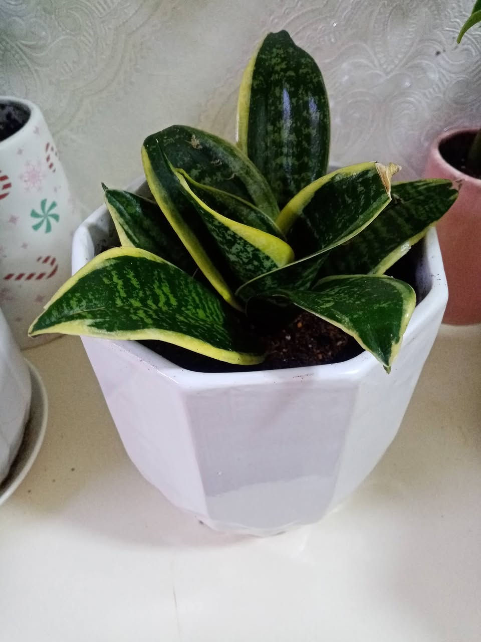🌿 زرع طبيعي للبيع 🌿

متوفر زرع مائي داخل قارورة أنيقة
ومتوفر زرع مزروع بالتربة داخل سندانات جميلة 🌱

الأسعار تختلف حسب حجم السندانة أو القارورة.

الزرع يضيف جمال وراحة للبيت أو المكتب 💚
للطلب أو الاستفسار راسلنا على الخاص 📩


**إذا كنت صاحب هذا الإعلان وتريد حذفه لأي سبب، رجاءا أرسل رسالة إلى الدعم الفني**