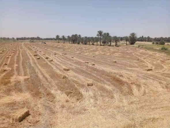 السلام عليكم كاع البيع 14 دونم المكان في الحله المكان  طريق شركة  الرنه
قرية الخماسيين
يم العلويه صويله 
التفاصيل على الرقم الخاص 
***********
