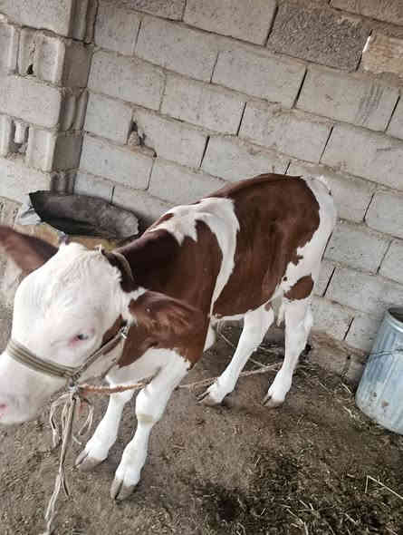 بفضل الله وتوفيقه… نتائج التلقيح الاصطناعي في عيادة الشهم البيطرية 💉
ولادة عجول بصحة ممتازة بعد متابعة دقيقة وإشراف بيطري مستمر 👨‍⚕️
نسعى دائمًا لتحقيق أفضل النتائج في تحسين السلالات والإنتاج الحيواني 🐮

يتوفر الآن في عيادة الشهم البيطرية أفضل أنواع اللقاحات والسلالات المحسّنة بإشراف طبي مباشر:

✅ هولشتاين (هولندي) – جنس حليب 🥛
✅ سمنتال – جنس لحم 🍖
✅ سمنتال – جنس حليب 🥛

نضمن جودة التلقيح ونتائج ممتازة بإذن الله، لتحسين الإنتاج وزيادة الكفاءة في القطيع 💪

📍 الموقع: كركوك – قضاء الحويجة
مقابل متنزه البلدية – مجاور طه للديكور والسقوف الثانوية

🏥 عيادة الشهم البيطرية
بإشراف الدكتور محمد صالح الجبوري
خدماتنا: تلقيح اصطناعي – علاج – لقاحات – تغذية – جراحة – استشارات بيطرية

📞 ***********
