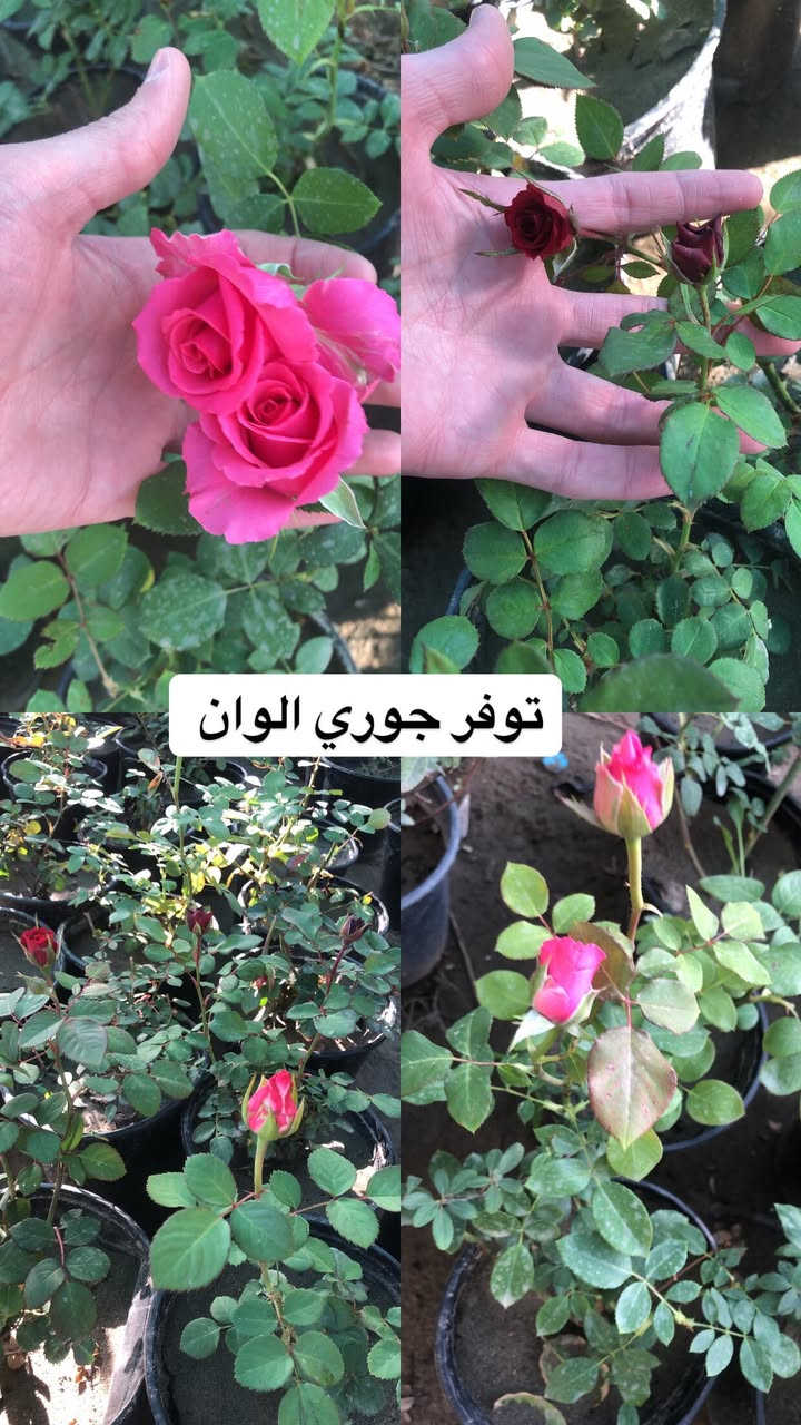 اللهم صلي وسلم على سيدنا محمد وعلى اله وصحبة وسلم تسليما.

توفر عدنا انواع مـٰن  الورود المختلفه🤍

العنوان : بغداد /سلمان باك / قرب جامع سعد /شارع الحدادين 🤍

سوينا لكم بيج على برنامج الإنستقرام لكي نجاوب على اسئلتكم المتنوعه 

اسم البيج : بيج مشتل ابو علي الفراجي 

يوزر البيج: l0.33.m

رابط البيج:https://www.instagram.com/l0.33.m?igsh=bGZmMGw4bTN2ODZw

 

مشتل ابو علي الفراجي يرحب بالجميع 🤍


**إذا كنت صاحب هذا الإعلان وتريد حذفه لأي سبب، رجاءا أرسل رسالة إلى الدعم الفني**