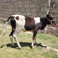 فريزي • سمينه • الشبالي