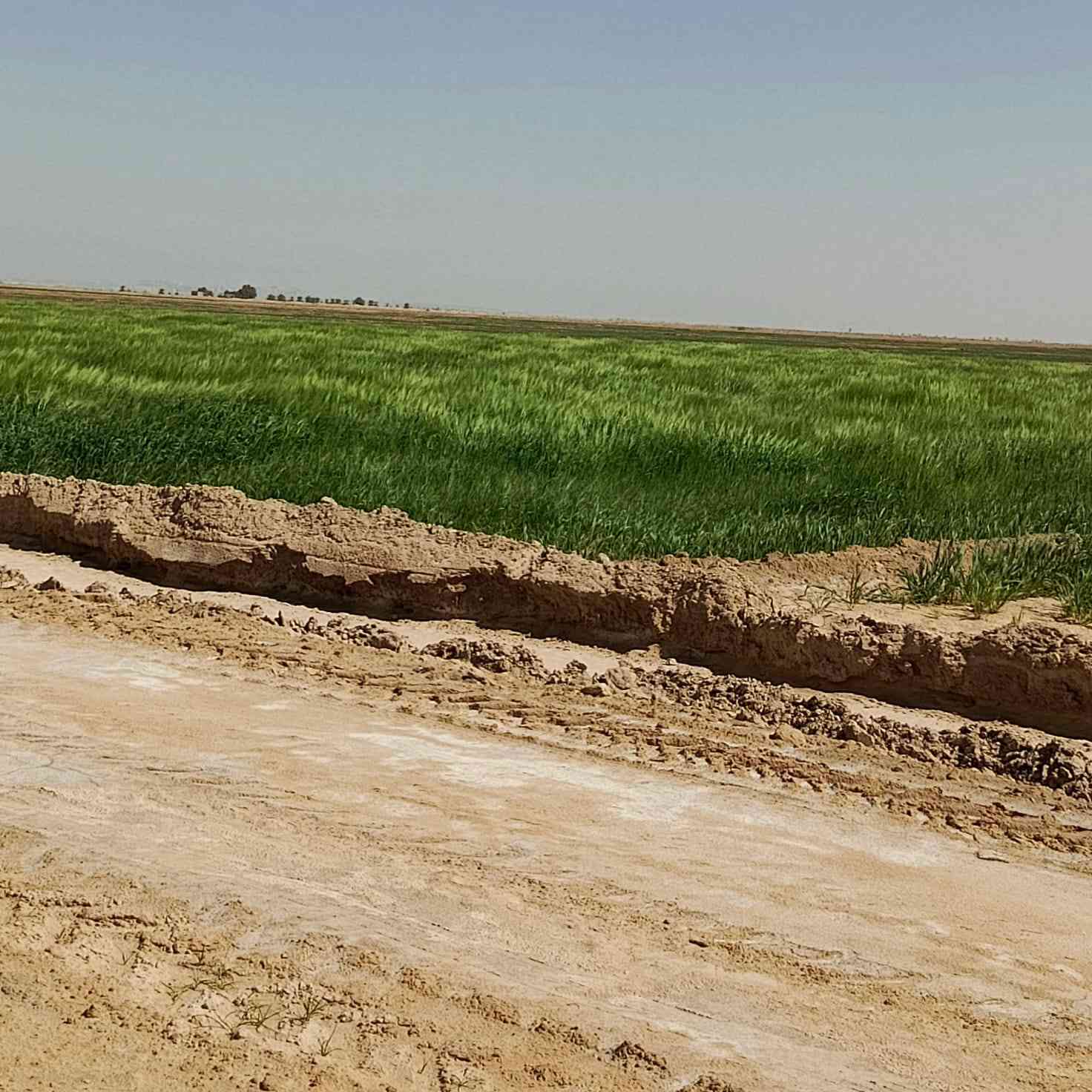 م عليكم  ارض زراعيه للبيع المساحه 500دونم  العقد مجدد لل28 أو لمحوله بصدر الكاع الكهرباء اصوليه ميه بل ميه من قبل الدولة الأرض تنباع من مساحه حسب  بكيفك شكد تريد من ميه دونم  للخمسميه دونم العنوان النجف العزيه شارع البحيرات
مكلف بلنشر رقم صاحب الأرض ***********
غير متواجد على فيس
