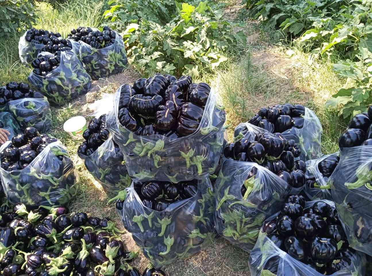 السلام عليكم اخوان توجد دايا مال بيتنجان البزر سوري اتعهد بالنوعيه مثل ما موضح بالصوره المكان بابل النيل جسر كيش اتصل على الارقام  ***********ا ***********
