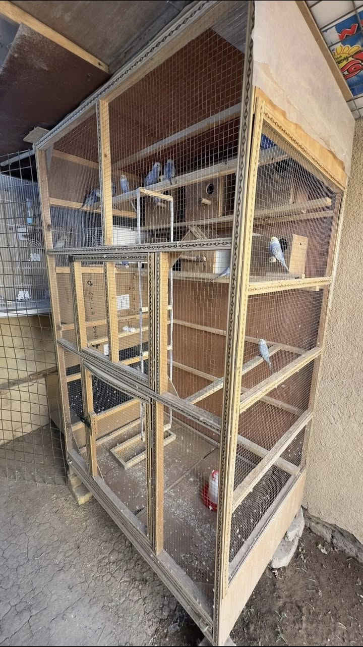 قفص السعر 60 قفل بدون بيوت ( حاضنات )
ارتفاع 2 متر 
عرض 120
نزال 80
شغل تسكام 
مركز الناصرية خلف السريع


**إذا كنت صاحب هذا الإعلان وتريد حذفه لأي سبب، رجاءا أرسل رسالة إلى الدعم الفني**