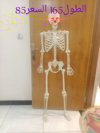 هياكل عظمية • مقاسات • مكتوب ع الصور