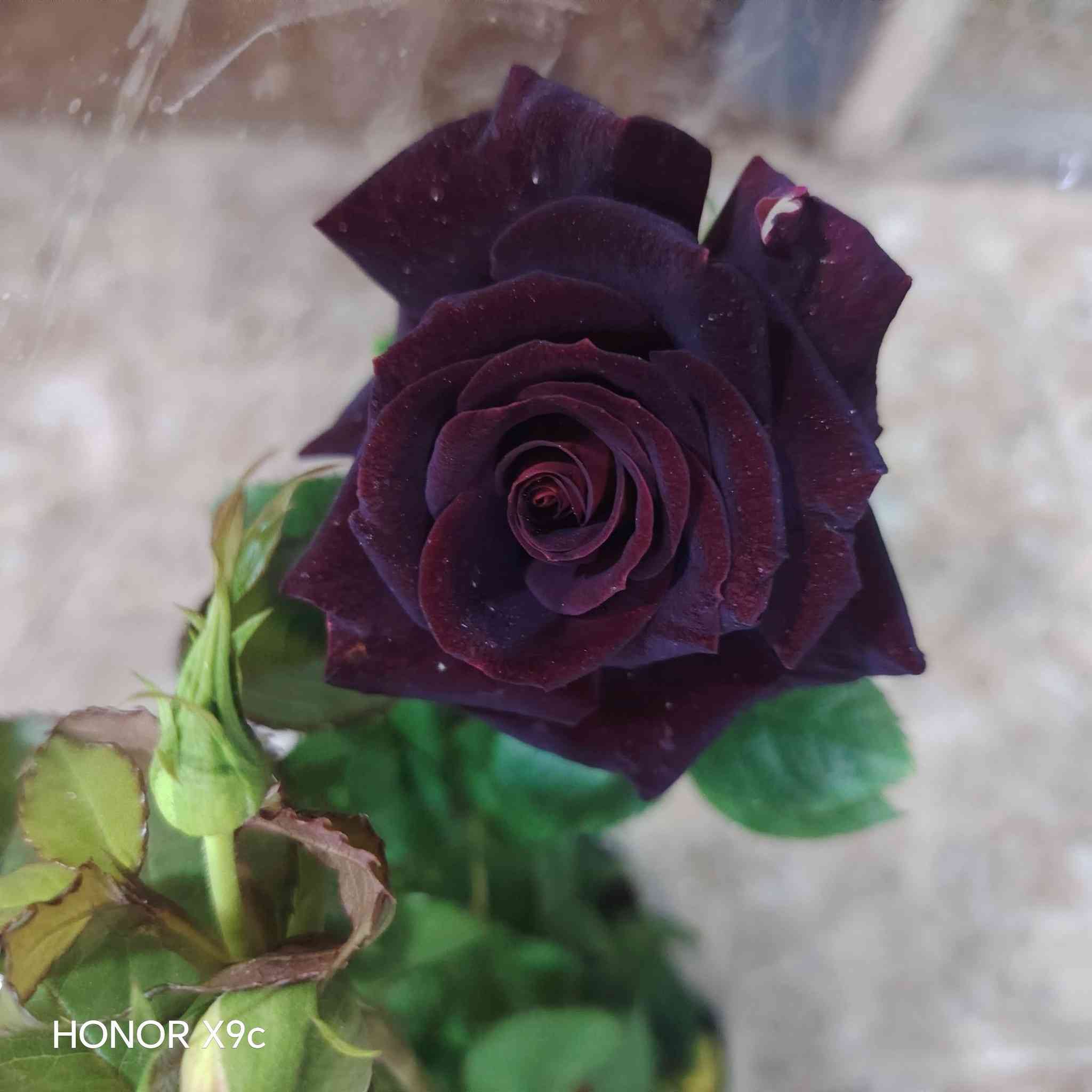 عرض اليوم الجمعه.
جوري قطمر الوان نوادر.
كل ٢ ب٥ الف
للحجز والاستفسار الاتصال على الرقم *********** جاسم الخليفاوي العنوان الخالديه شارع العام مقابل بلديه الخالديه
