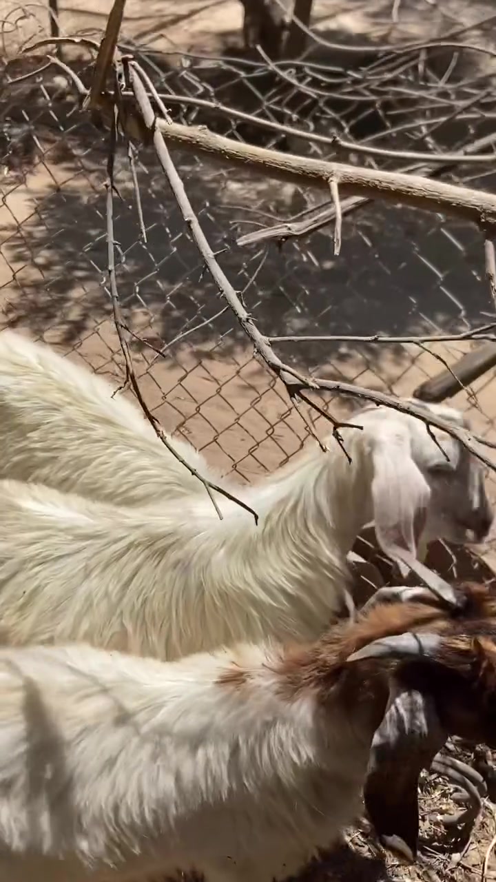 بسم الله ما شاء الله متاح ٧جدايه بيهن زوجين شكايه توم يرهمن ربط وكصابه شتريدهن يرهمن  مكانهن حديثه للستفسار ***********
