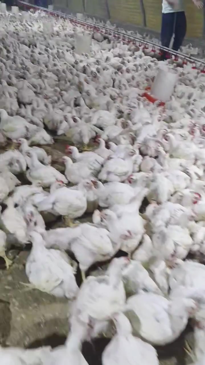 مجزره القريشي لبيع الدجاج الحي بل وزن ويتوفر لدينه
جميع الوزان السعر الكيلو3250//التنطيف درجه اولى ومجاني  ويتوفر لدينه توصيل مستعدون إلى كافت المناسبات والمطاعم  العنوان قرب ابو لجود مقابل صيدليه كرم الزهراء 

***********/علي ابو امير ‏‪***********‬‏
