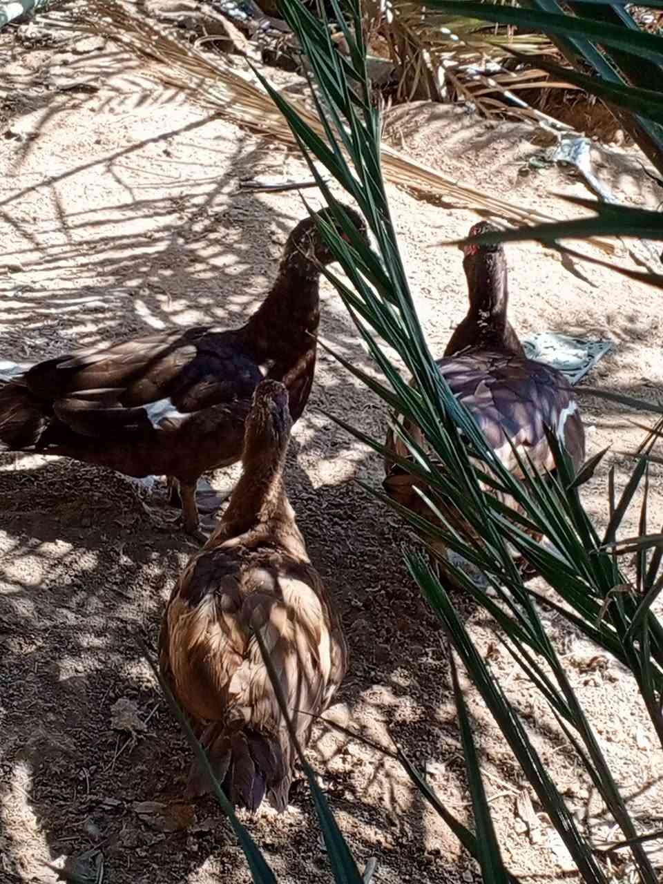 بسم الله. ..متاح بش مصري احمر عملاق 3 نثايه وفحل وحده كاركه حلال نضيف درجه.اولى شوفت عينك سعر الكل 250 مكاني بصره قضاء المدينه. توصيل للاسف ماعندي. ***********
