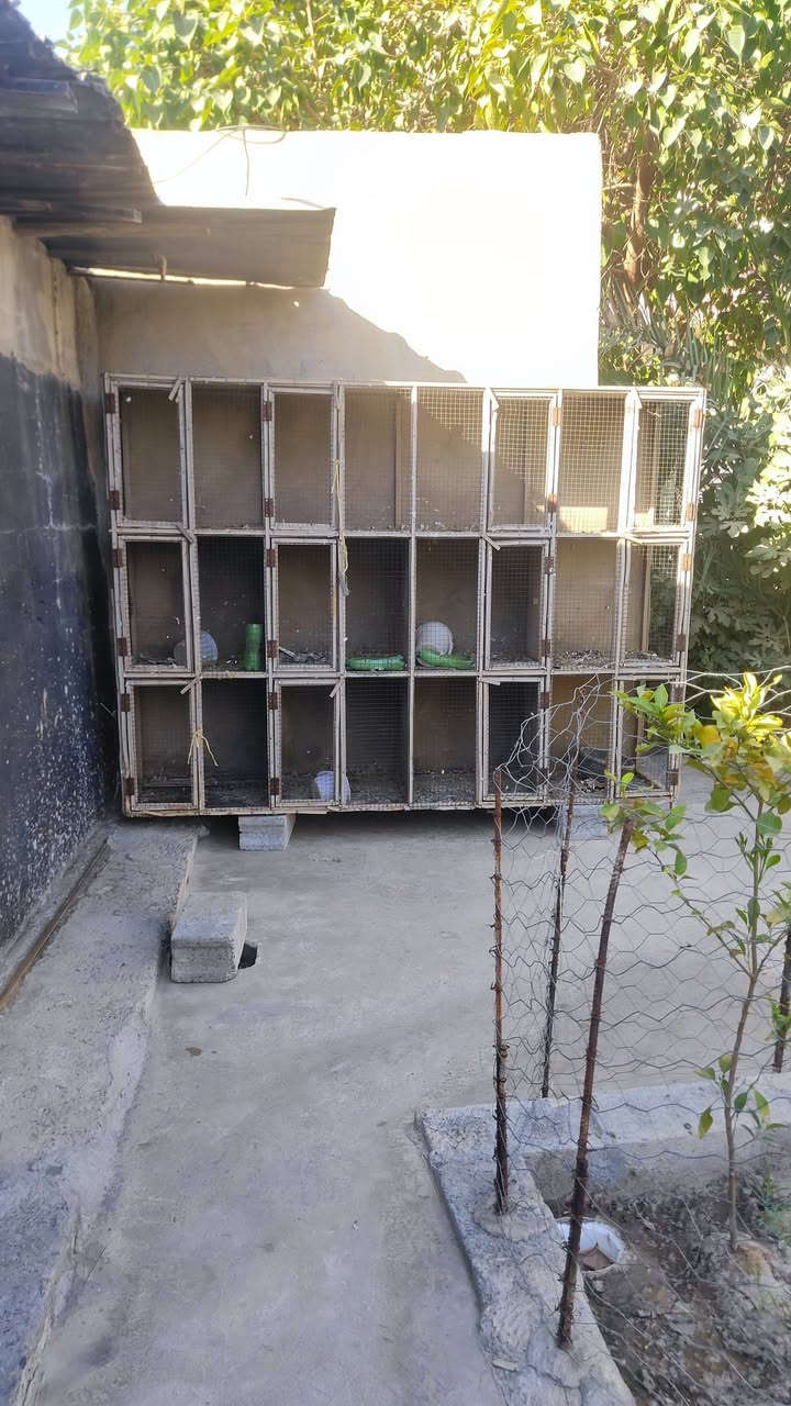 ئةم قةفسة جوانة بؤ فروشتن 12خةناية بي عةيب تونو تولة شكاوي نية شوين كةلار گردة گوزينة گةياندن بة پي توانة ***********
