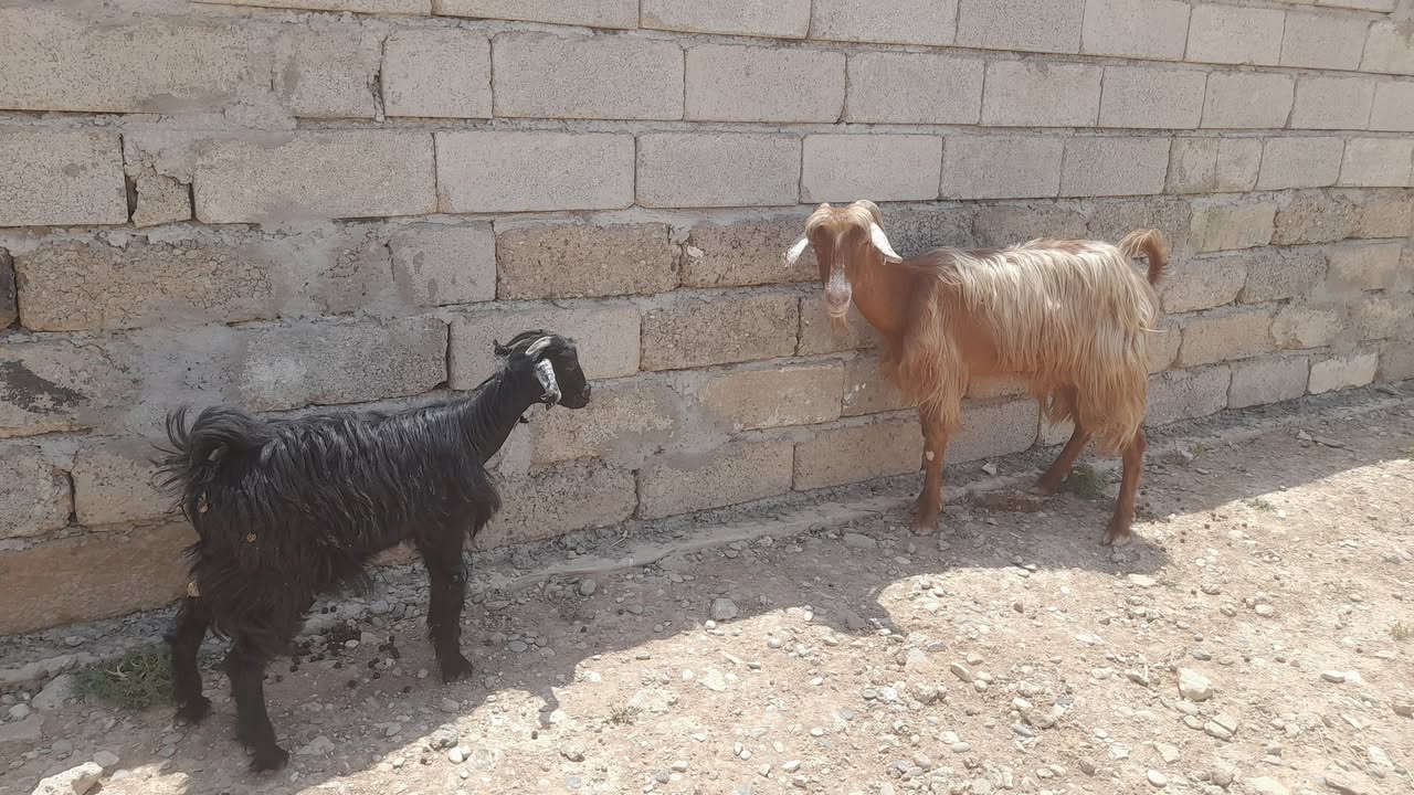 عنز للبيع ورها جدي ***********
