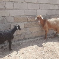 عنز • للبيع • جدي