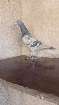 السلام عليكم متاح تك طيره جينيه رابطته 2025 طيره خشنه ومرتبه واضحه بل تصوير مكاني بغداد حي ؤر ام الكبر والغزلان وهذا رقمي ***********
