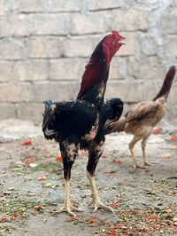 فحل • اب ٥٠ • موصل القياره