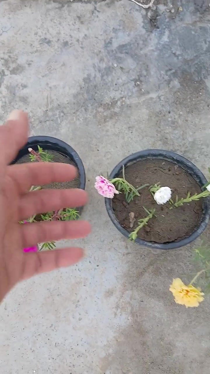 يوجد خدمة توصيل داخل كوت فقط احجز ولستفار مراسل خاص


**إذا كنت صاحب هذا الإعلان وتريد حذفه لأي سبب، رجاءا أرسل رسالة إلى الدعم الفني**