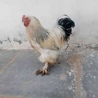 السلام وعليكم   ديج للبيع السعر بالخاص  07835747093