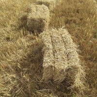 تبن شعير • طول الكبسه • على لمغيشي