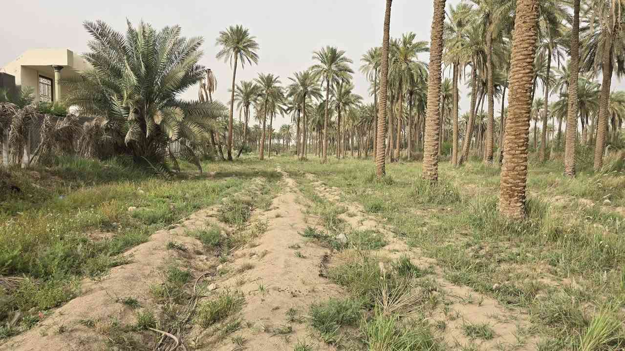 أرض زراعية للبيع 

🔴 التفاصيل 

🔹️ مطلة على شط الكوفة 
🔹️ على الشارع العام 
🔹️ العرض بداية الأرض( 45 ) متر . وبعدين يصير العرض ( 60 ) متر 
🔹️ مساحة الأرض الكلية 8 دونم 
🔹️ مساحة الأرض الشاطية 1000 متر 
🔹️ مسيجة بالكامل 
🔹️ طابو سند 25 
🔹️ باسم شخص واحد 
🔹️ متوفر جميع الخدمات 

🔴 سعر الدونم 60 مليون 

🔸️ الموقع : الكوفة شارع ال عيسى 

للتواصل والاستفسار 
***********
***********
امجد ابو حسن

