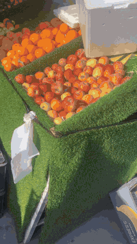 سلام عليكم ميزوه مخضره لبيع ***********
