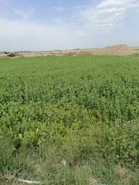 برسيم حش • طريق ابوالماش