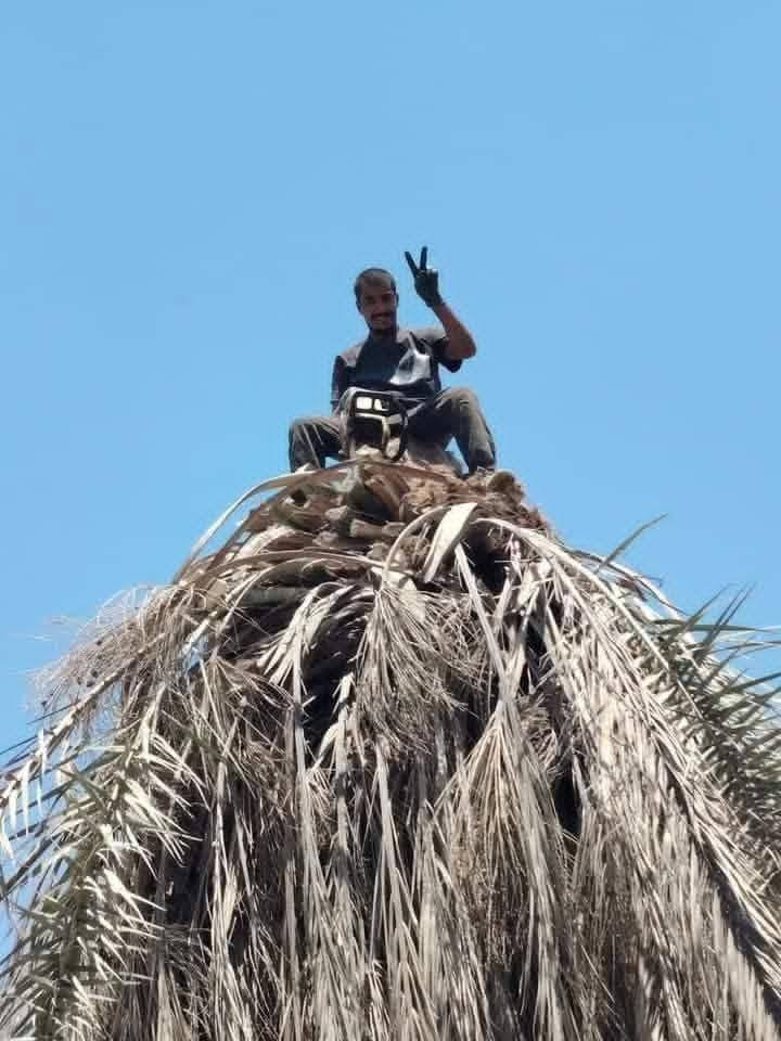 تقطيع الشجار ونخيل كرخ ورصافه للاتصال ***********  *********** واتساب @إشارة
