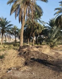 سريدات قرب سيطرة الشعب • دونم • سند ٢٥