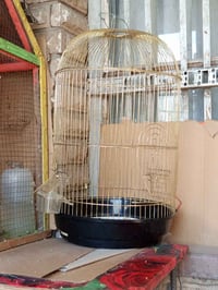 قفص • كبير • ذهبي