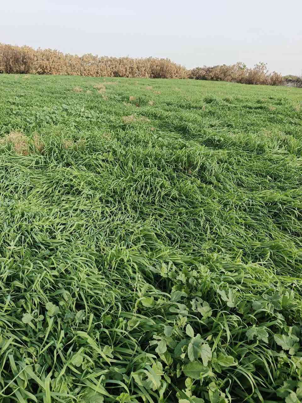 نعيد النشر بسسب الوعود الكاذبه 40دونم شرط للبيع المكان الحي للاستفسار اكثر ***********
