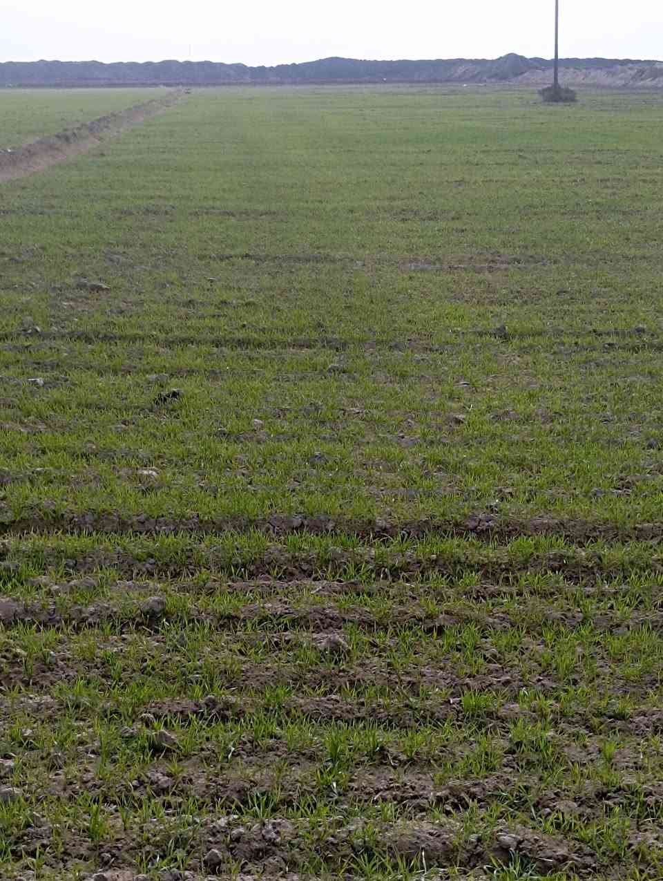 ارض زراعية للبيع في قضاء الحي السايح مشروع ابو دبس 30 دونم سعر الدونم مليون وسبعمائة الف هي والزرع حاليا مزروعة حنطة ماء +كهرباء متوفر للاستفسار ***********
