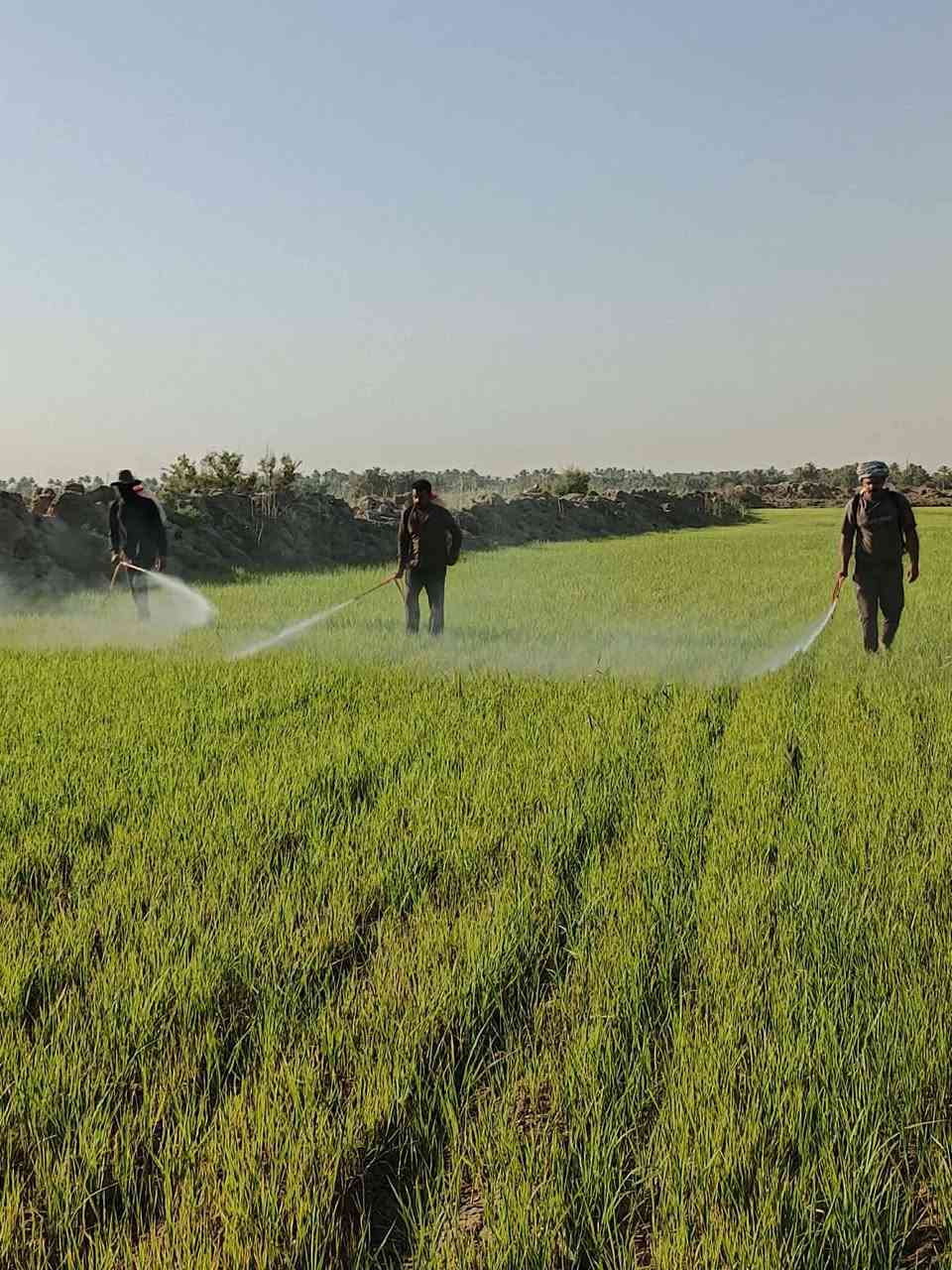 مستعدون لرش مبيد ادغال ***********
