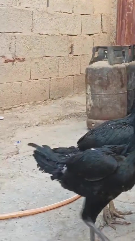 يالله
فراري نوع أوشامو الاماني ضخمات عمرهن خمس اشهر العدد سته دجاجات وديج 
مكاني الرفاعي التفيج 
التواصل راسلني خاص


**إذا كنت صاحب هذا الإعلان وتريد حذفه لأي سبب، رجاءا أرسل رسالة إلى الدعم الفني**
