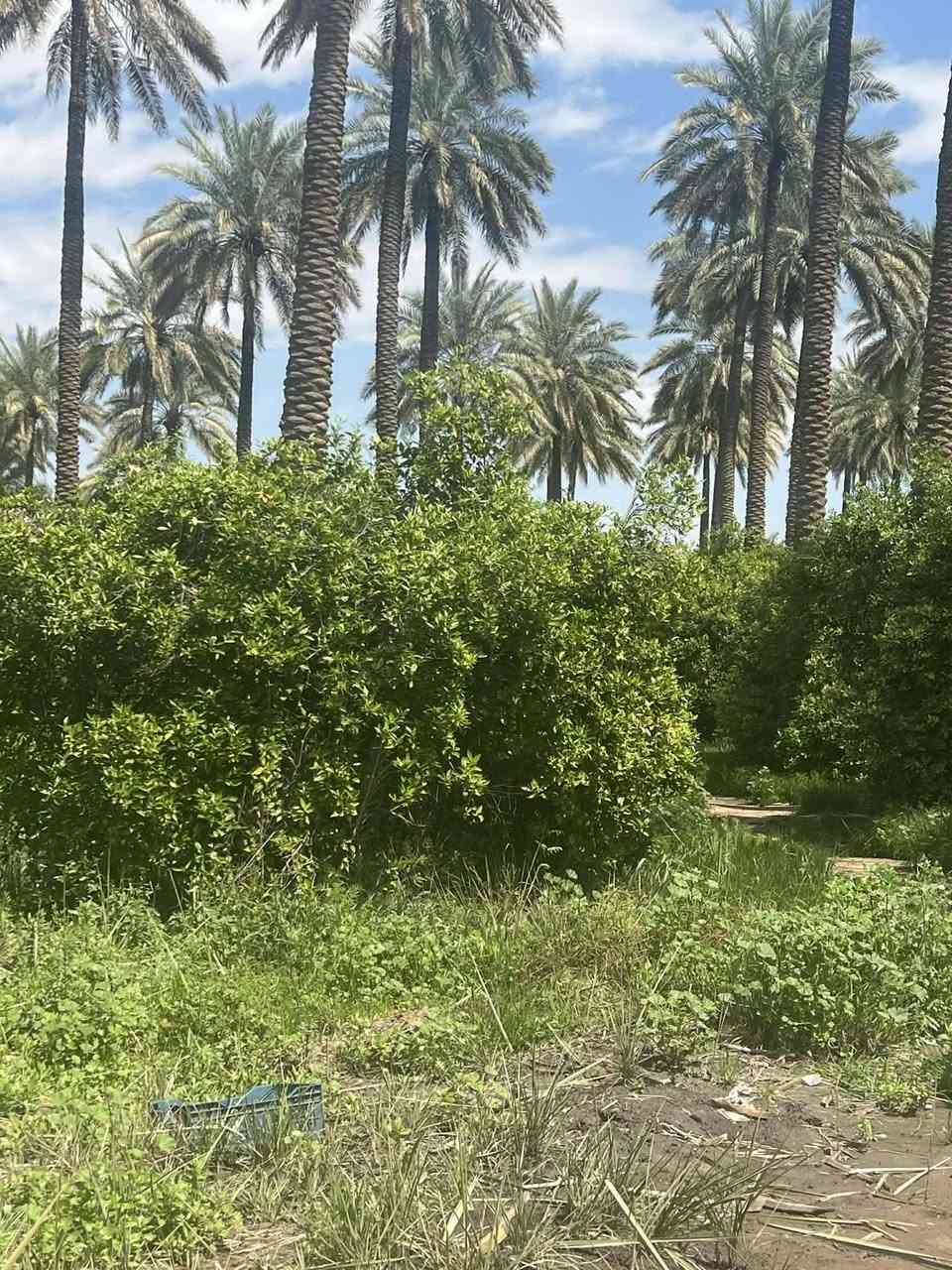 📢اعلان  دونم في بغداد منطقه الراشديه 🍋🏕️👍
📍الموقع : بغداد الراشديه 
☘️المساحه : ٢دونم ملك صرف تتحوال بإسم المشتري 
🎍
🔚 
📝 موقع مميز 👌
 🍁مكتب   الراشديه 🍁
للاستفسار الاتصال على الارقام التاليه او زياره    
📹مستعدون  لعرض  عقاراتكم ولتسهيل عليكم البيع بالسرعة الممكنة ويفضل من المالك الشرعي للعقار   👌حصرا لتكون المصداقية مع المشتري حصرا... مع التقدير✅ 
 
مكتب دلالية ابو جود ☎️🤳✅️واتساب***********

⚠️موقع المكتب 
شمال بغداد منطقة  الراشدية 
يبعد عن ناحيه الراشديه 10 دقايق 💫 
 #بيوت #مشتملات #بيع #شراء #استثمار #الحسينية #عقارات_بغداد #العراق #بغداد #عقارات_الحسينية #طابوملك_صرف #سكني #عقارات #موصل_بغداد_كركوك_حله_نجف_بصره #العراق_السعوديه_الاردن_الخليج #المحافظات_العراقية #بصره_بغداد_ميسان_ذي_قار_كل_المحافظات #اوربا_المانيا_النمسا_هولند #الخليج #دبي_قطر_الاردن_لبنان_العراق #العالم #انجاز #مقالب #سؤال #الشعب_الصيني_ماله_حل #اكسبلور #ريلز #متابعين #هاشتاق #بغداد_بصرة_موصل_الكويت_الخليج_دبي 💫اخوكم *********** وخادمكم  ابو جود
