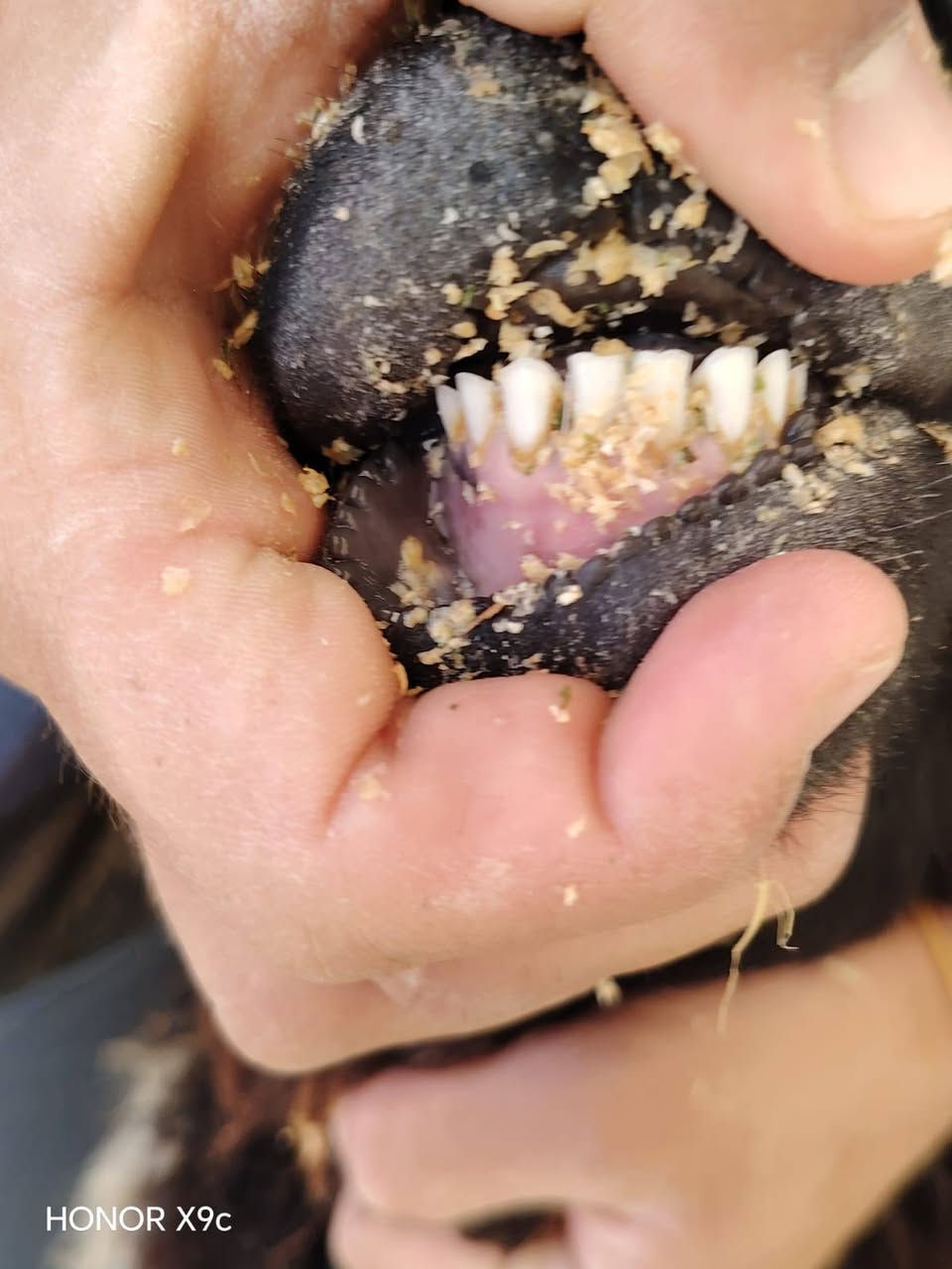 متاح ثنايه 6 خط اول شرط علاه كل عيب (بيهن وحده شطور) لبقية مكفولات من كلشي
بيهن ثنين مو مبدلات ولا سن خشنات وسمان مالات جنيه سعره خاص
الشراي يتصل على رقم ***********
المكان حديثة
*********** بي واتساب
