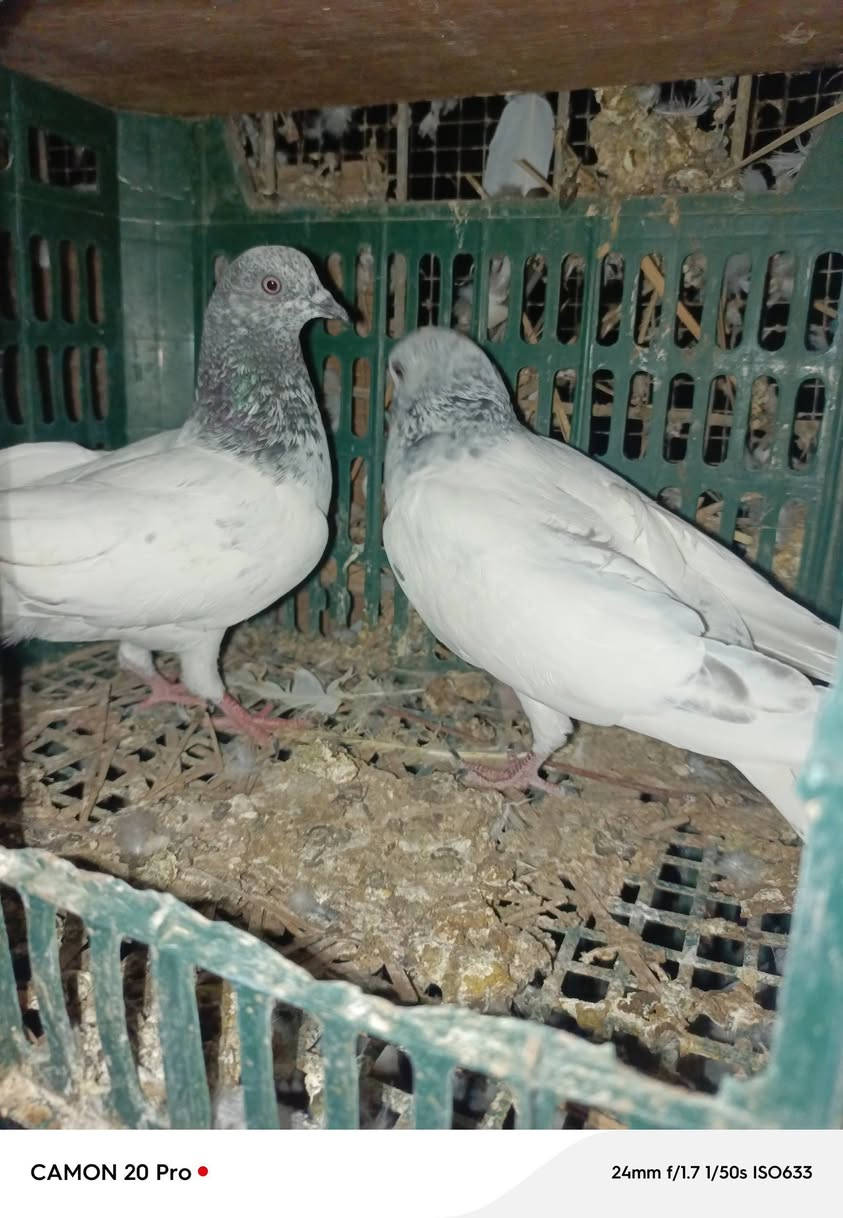 سلام عليكم طيور للبيع 21تك زوج على 8وبي مجال بصيط هاذه رقم ***********
