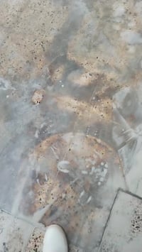 مستعدون عمل جلي موقعي وتلميع تنضيف كل أنواع كاشي جديد وقديم شغل درجه ا...