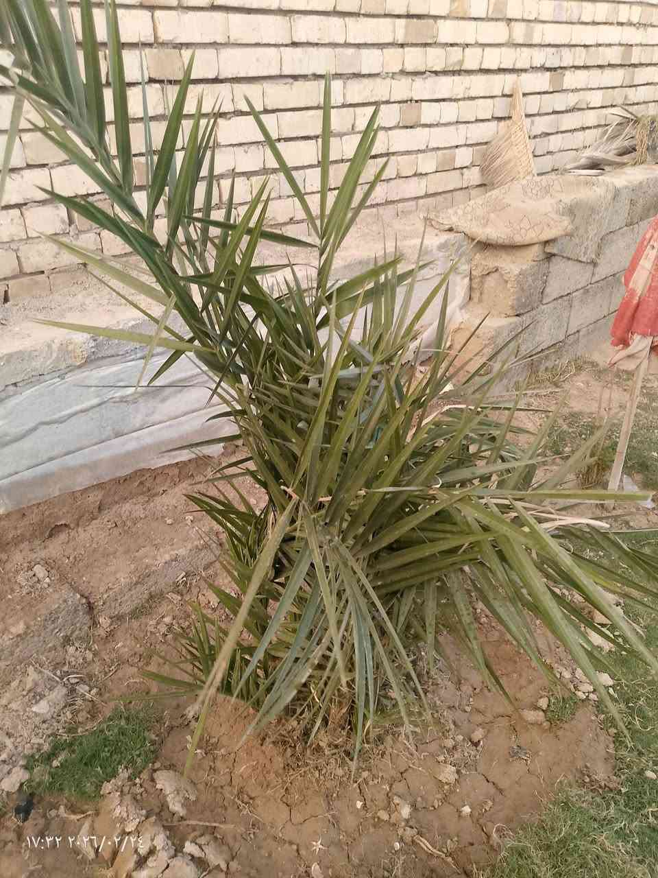 السلام عليكم عندي نخل برحي الي يريد يراسلني أو يخابر ***********
