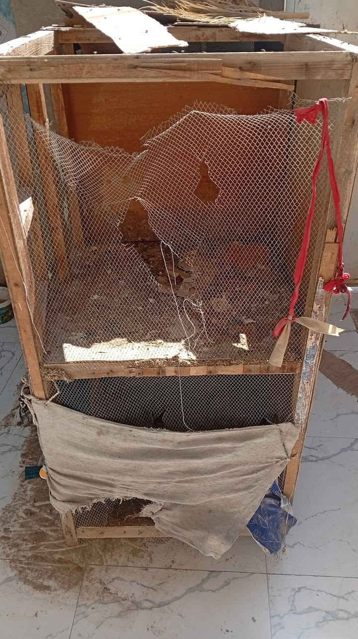 قفص دجاج للبيع سعر ١٠ الف


**إذا كنت صاحب هذا الإعلان وتريد حذفه لأي سبب، رجاءا أرسل رسالة إلى الدعم الفني**