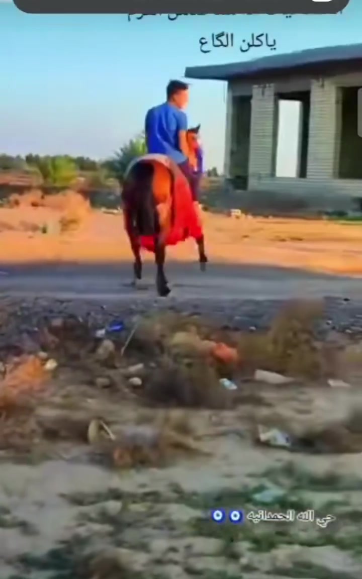 يا الله السلام عليكم خيالتنه العزاز خيل العدد 2 البيع الخيل صاغ سلم صغار عمر سعر الكل 1300 وبيهن مجال المكان الحمزه الغربي توصيل الجميع المحفضات حسب النتفاق *********** يوجد واتساب الشراي بي خير ويدلل
