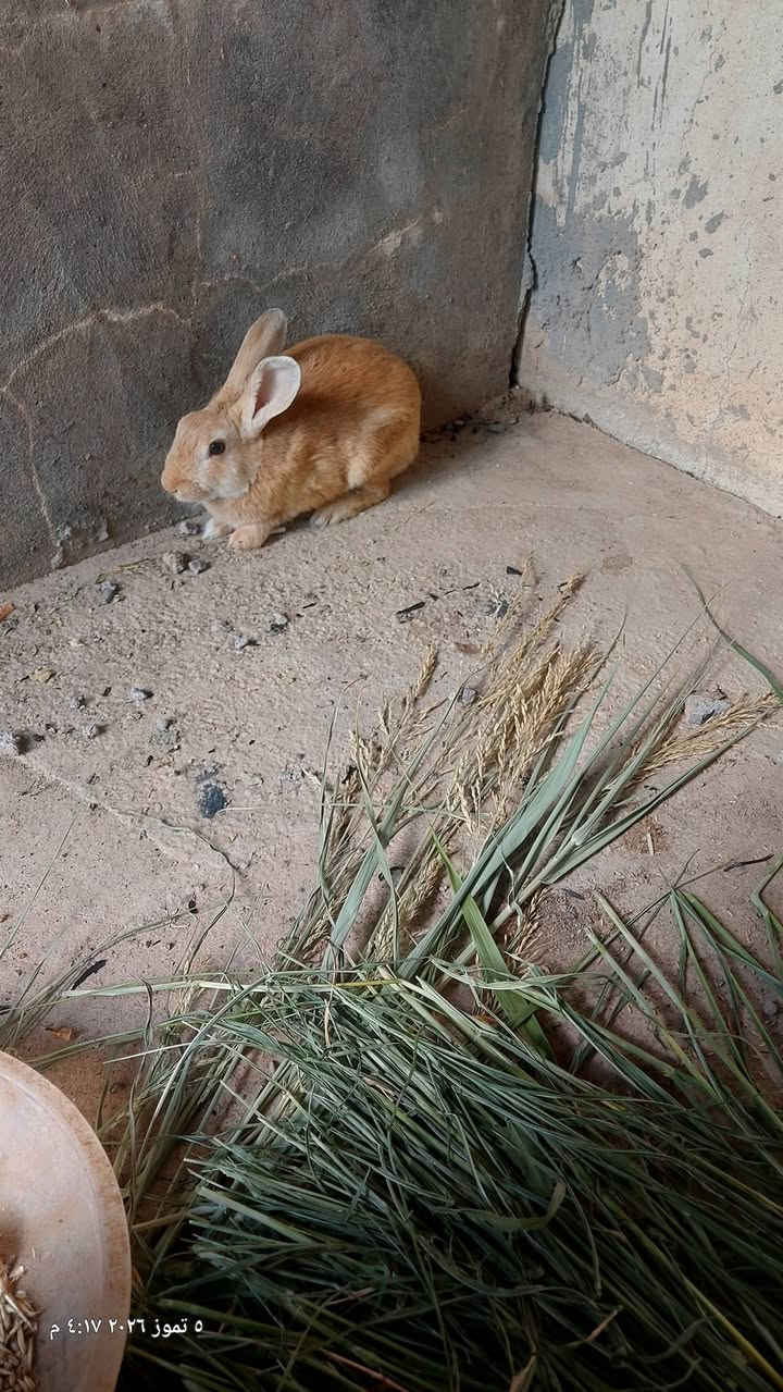 کە ریشکی  کوردی  مالی  پاك  دانە یی  دە وری  2کیلو  دە بیت  2مە هاو  یە ك  نیرە  ساغو تە ن دە روسن  هیناو  باخن  شیخ  لنگر  ***********
