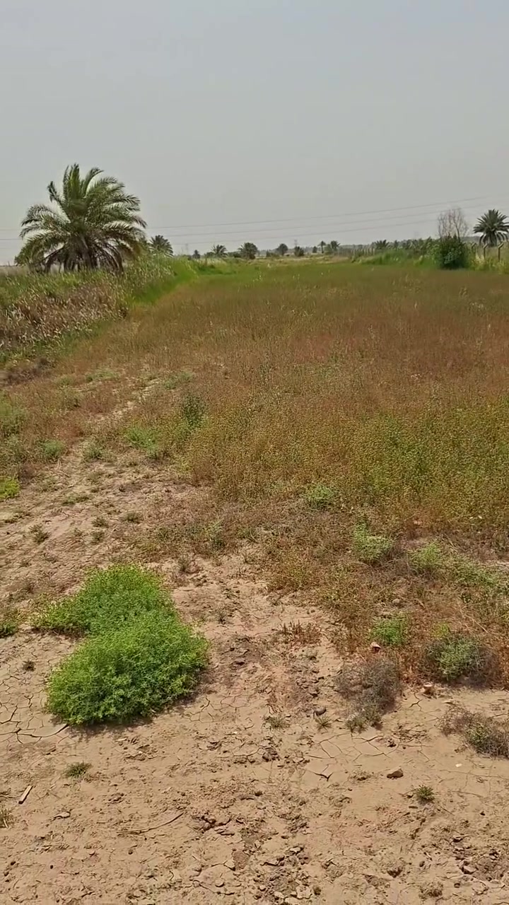 ياالله سلام عليكم قطعه لبيع مساحه دونم 470 سند 25 عنوان ابو غرق سعر 115....***********
